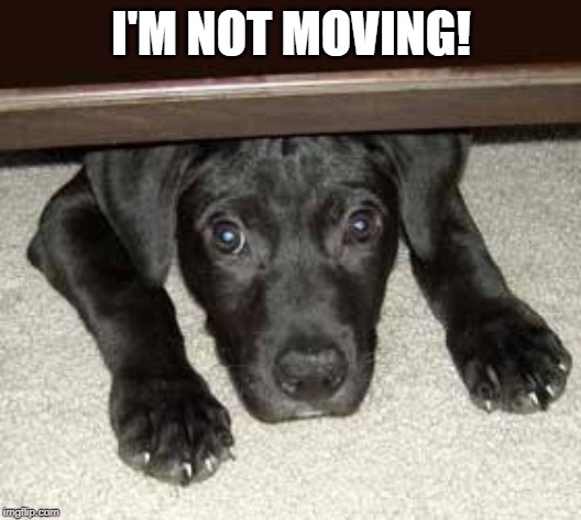 Scared dog | I'M NOT MOVING! | image tagged in scared dog | made w/ Imgflip meme maker