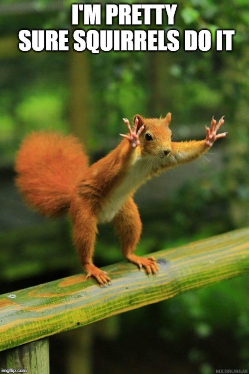 Wait a Minute Squirrel | I'M PRETTY SURE SQUIRRELS DO IT | image tagged in wait a minute squirrel | made w/ Imgflip meme maker