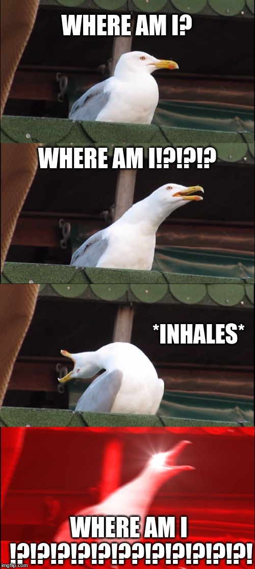 Inhaling Seagull | WHERE AM I? WHERE AM I!?!?!? *INHALES*; WHERE AM I !?!?!?!?!?!??!?!?!?!?!?! | image tagged in memes,inhaling seagull | made w/ Imgflip meme maker