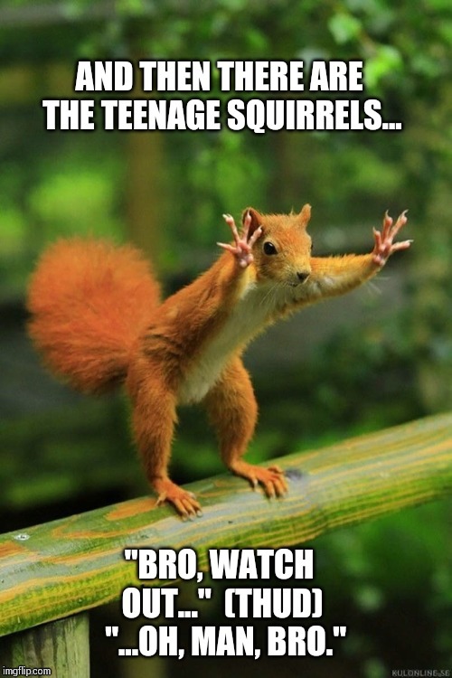 Teenage squirrels | image tagged in teenage squirrels | made w/ Imgflip meme maker