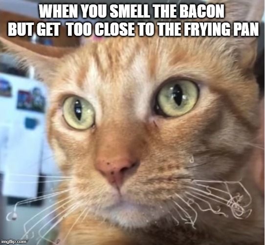 by a whisker | WHEN YOU SMELL THE BACON BUT GET  TOO CLOSE TO THE FRYING PAN | image tagged in cat,bacon | made w/ Imgflip meme maker