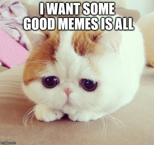 Sad Cat | I WANT SOME GOOD MEMES IS ALL | image tagged in sad cat | made w/ Imgflip meme maker