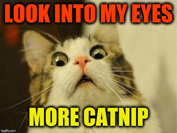 Nippo, World's Greatest Feline Hypnotist | LOOK INTO MY EYES; MORE CATNIP | image tagged in scared cat,catnip,vince vance,cats,feline,hypnotist | made w/ Imgflip meme maker