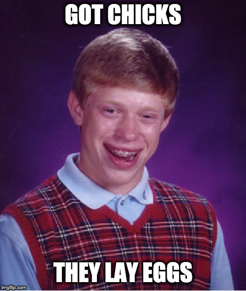 Bad Luck Brian Meme | GOT CHICKS; THEY LAY EGGS | image tagged in memes,bad luck brian | made w/ Imgflip meme maker