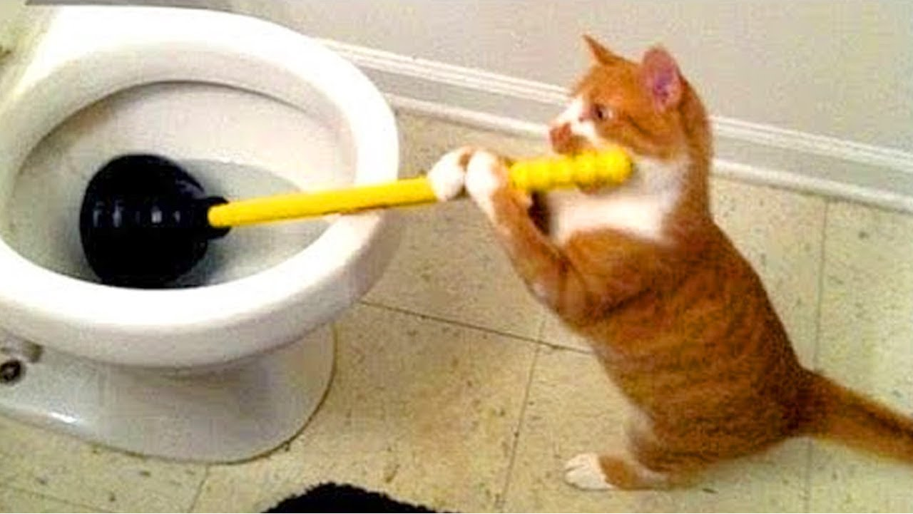 High Quality cats with plunger Blank Meme Template
