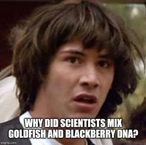 Conspiracy Keanu Meme | WHY DID SCIENTISTS MIX GOLDFISH AND BLACKBERRY DNA? | image tagged in memes,conspiracy keanu | made w/ Imgflip meme maker