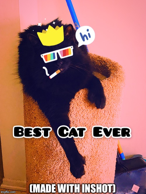 I ♥️ My Cats | (MADE WITH INSHOT) | image tagged in cats,funny cats,mlg,best friends | made w/ Imgflip meme maker