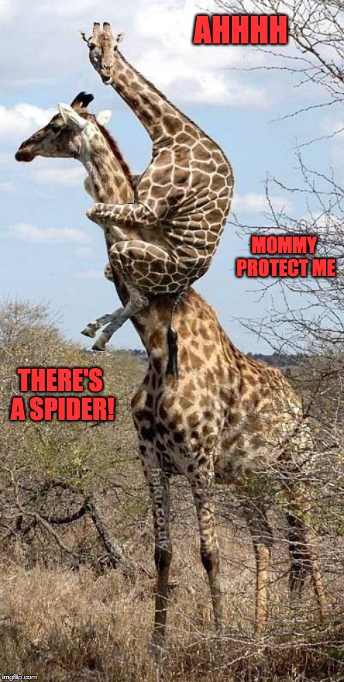 Funny Giraffe | AHHHH; MOMMY PROTECT ME; THERE'S A SPIDER! | image tagged in funny giraffe | made w/ Imgflip meme maker