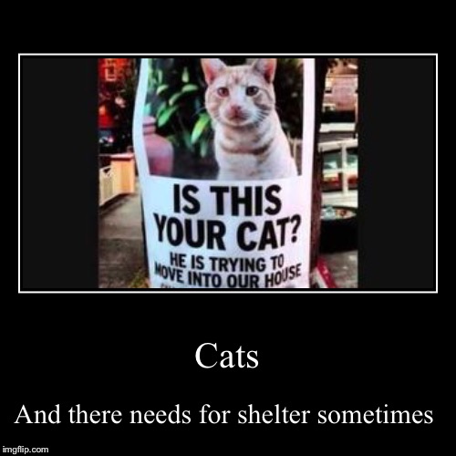 Cats | And there needs for shelter sometimes | image tagged in funny,demotivationals | made w/ Imgflip demotivational maker