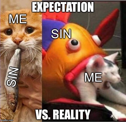 Fish eating cat | EXPECTATION; ME; SIN; SIN; ME; VS. REALITY | image tagged in fish eating cat | made w/ Imgflip meme maker