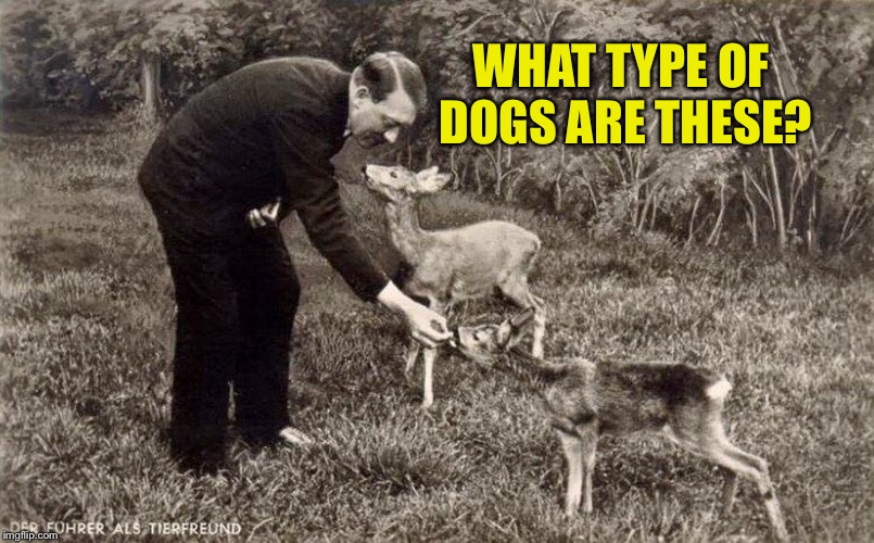Mein Failure is at it again... | WHAT TYPE OF DOGS ARE THESE? | image tagged in adolf hitler,dumbass | made w/ Imgflip meme maker