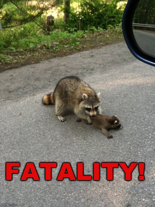 Coon Kombat | FATALITY! | image tagged in raccoons,raccoon,mortal kombat,fatality,humor | made w/ Imgflip meme maker