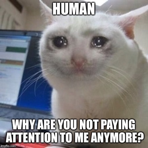 When Cats Want Our Attention Just For Us to Be Their Slave | HUMAN; WHY ARE YOU NOT PAYING ATTENTION TO ME ANYMORE? | image tagged in crying cat,why are you like this,why,cats | made w/ Imgflip meme maker
