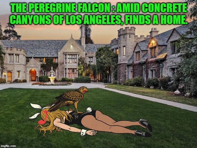Peregrine falcons come back to Los Angeles | THE PEREGRINE FALCON : AMID CONCRETE CANYONS OF LOS ANGELES, FINDS A HOME. | image tagged in peregrine falcons,bunnies,comic,funny,mansion | made w/ Imgflip meme maker