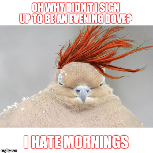 The early bird gets the worm? Well he can keep 'em. | OH WHY DIDN'T I SIGN UP TO BE AN EVENING DOVE? I HATE MORNINGS | image tagged in hate,mornings,bed,head,meh | made w/ Imgflip meme maker