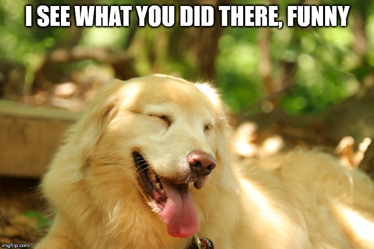 Dog laughing | I SEE WHAT YOU DID THERE, FUNNY | image tagged in dog laughing | made w/ Imgflip meme maker