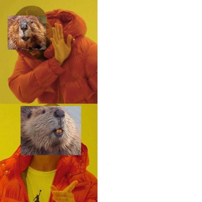 High Quality Beaver Drake Meme Blank Meme Template