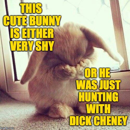 Who wants to check? | THIS CUTE BUNNY IS EITHER VERY SHY; OR HE WAS JUST HUNTING WITH DICK CHENEY | image tagged in shy rabbit,memes,dick cheney | made w/ Imgflip meme maker