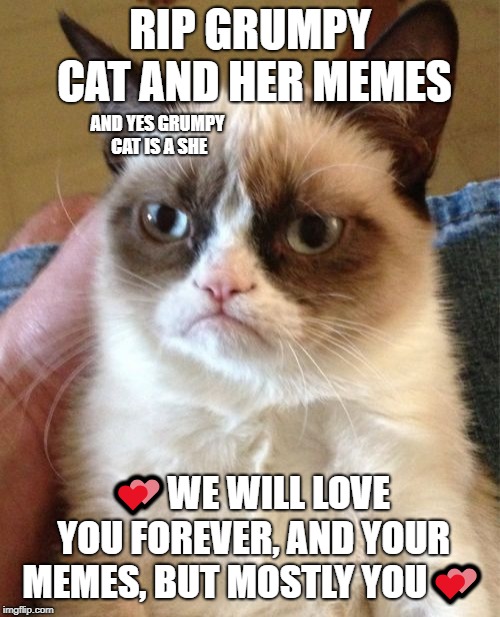 Grumpy Cat Meme | RIP GRUMPY CAT AND HER MEMES; AND YES GRUMPY CAT IS A SHE; 💕WE WILL LOVE YOU FOREVER, AND YOUR MEMES, BUT MOSTLY YOU💕 | image tagged in memes,grumpy cat | made w/ Imgflip meme maker