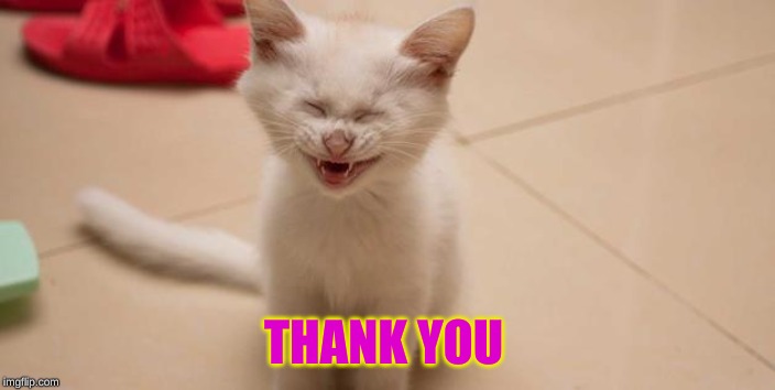 Cat Laughing | THANK YOU | image tagged in cat laughing | made w/ Imgflip meme maker