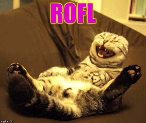 laughing cat | ROFL | image tagged in laughing cat | made w/ Imgflip meme maker