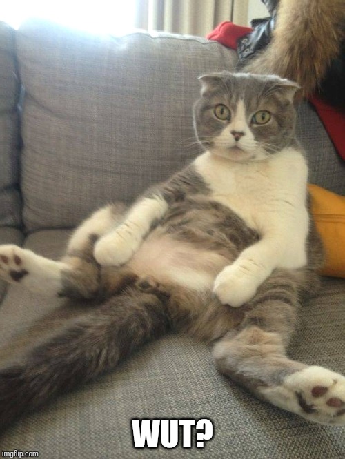 Sitting Cat | WUT? | image tagged in sitting cat | made w/ Imgflip meme maker