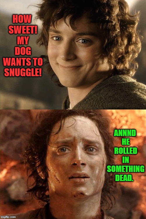 The humanity! I will never get that smell out of my nose! | HOW SWEET! MY DOG WANTS TO SNUGGLE! ANNND HE ROLLED IN SOMETHING DEAD. | image tagged in it's over,smiling creepily like frodo,nixieknox,memes | made w/ Imgflip meme maker