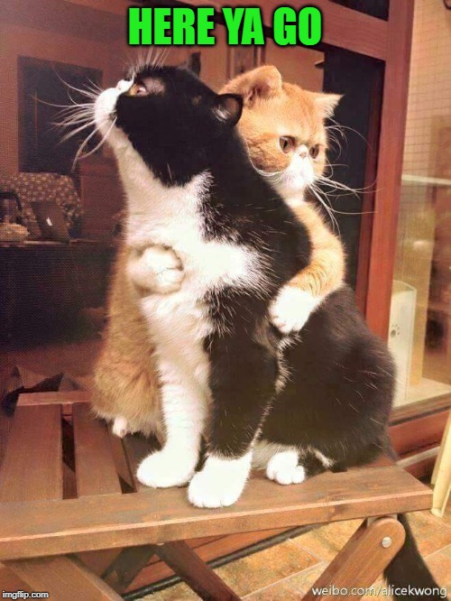 cats hugging | HERE YA GO | image tagged in cats hugging | made w/ Imgflip meme maker
