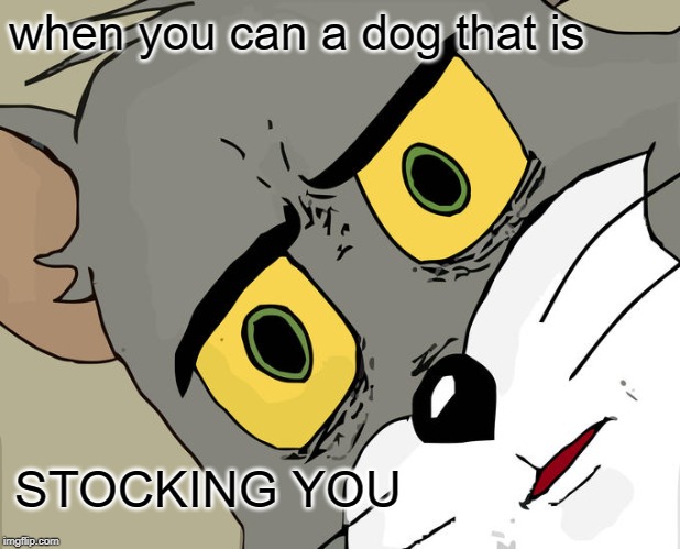 Unsettled Tom | when you can a dog that is; STOCKING YOU | image tagged in memes,unsettled tom | made w/ Imgflip meme maker