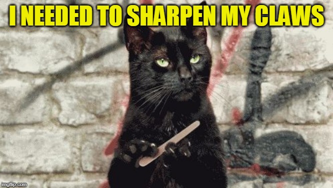 cat filing nails | I NEEDED TO SHARPEN MY CLAWS | image tagged in cat filing nails | made w/ Imgflip meme maker