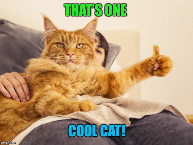 THAT’S ONE COOL CAT! | made w/ Imgflip meme maker