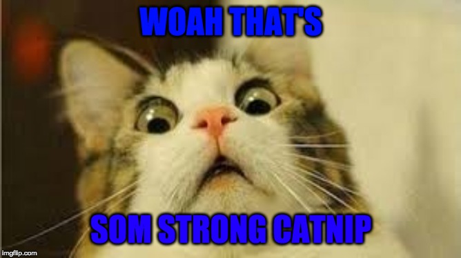 Funny animals | WOAH THAT'S; SOM STRONG CATNIP | image tagged in funny animals | made w/ Imgflip meme maker