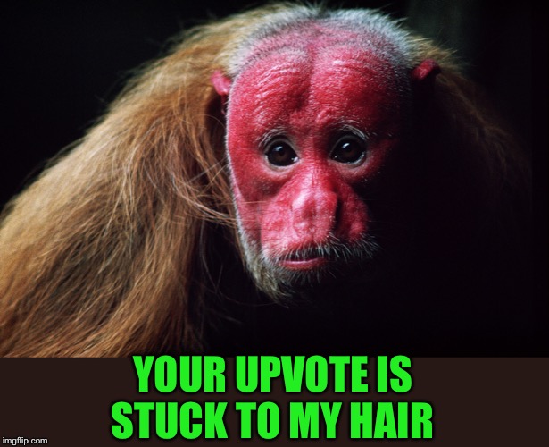 YOUR UPVOTE IS STUCK TO MY HAIR | made w/ Imgflip meme maker