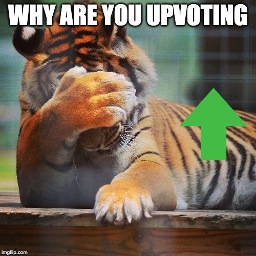 Facepalm Tiger | WHY ARE YOU UPVOTING | image tagged in facepalm tiger | made w/ Imgflip meme maker