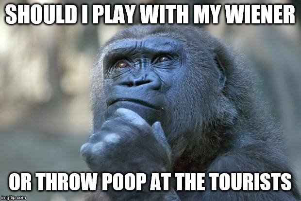 that is the question | SHOULD I PLAY WITH MY WIENER; OR THROW POOP AT THE TOURISTS | image tagged in that is the question | made w/ Imgflip meme maker