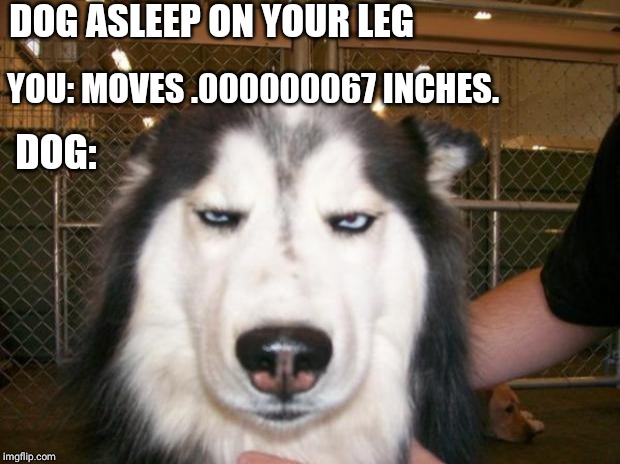 Annoyed Dog |  DOG ASLEEP ON YOUR LEG; YOU: MOVES .000000067 INCHES. DOG: | image tagged in annoyed dog | made w/ Imgflip meme maker