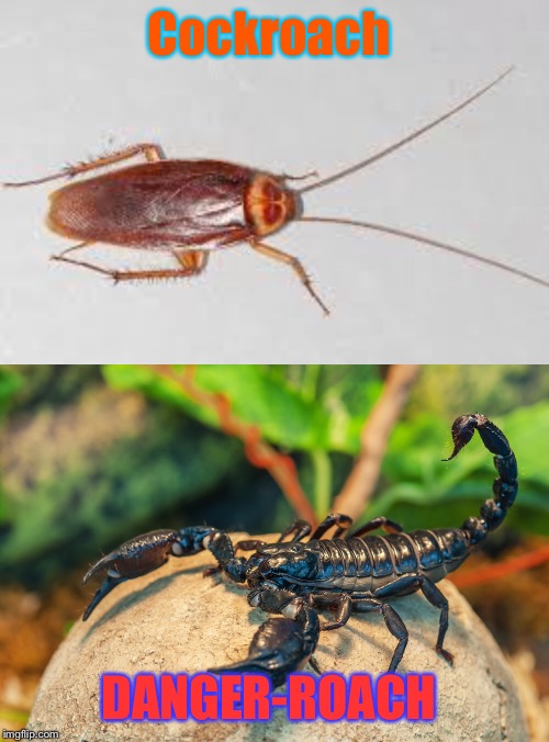 Know the Difference | Cockroach; DANGER-ROACH | image tagged in funny,animals,bugs,arachnophobia | made w/ Imgflip meme maker