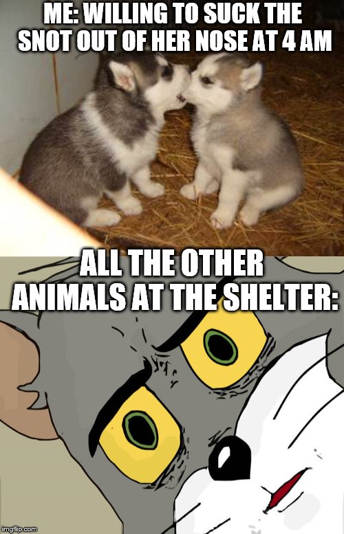 ME: WILLING TO SUCK THE SNOT OUT OF HER NOSE AT 4 AM; ALL THE OTHER ANIMALS AT THE SHELTER: | image tagged in memes,cute puppies,unsettled tom | made w/ Imgflip meme maker