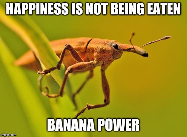 Happy Insect | HAPPINESS IS NOT BEING EATEN; BANANA POWER | image tagged in happy insect | made w/ Imgflip meme maker
