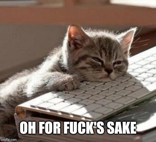 tired cat | OH FOR F**K'S SAKE | image tagged in tired cat | made w/ Imgflip meme maker