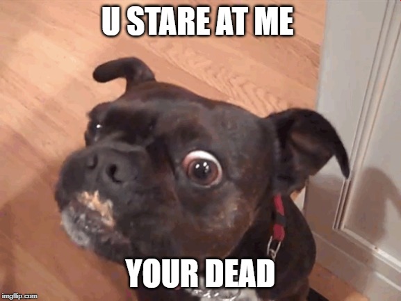 U STARE AT ME; YOUR DEAD | image tagged in funny dogs | made w/ Imgflip meme maker