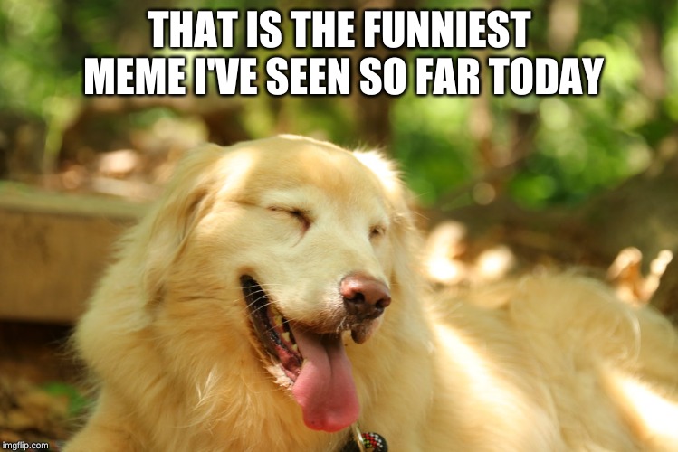 Dog laughing | THAT IS THE FUNNIEST MEME I'VE SEEN SO FAR TODAY | image tagged in dog laughing | made w/ Imgflip meme maker