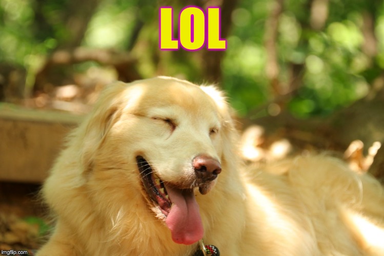Dog laughing | LOL | image tagged in dog laughing | made w/ Imgflip meme maker