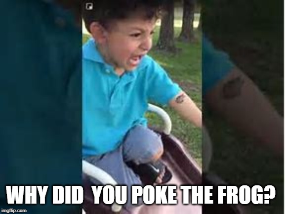 why did you poke the frog | WHY DID  YOU POKE THE FROG? | image tagged in why did you poke the frog | made w/ Imgflip meme maker