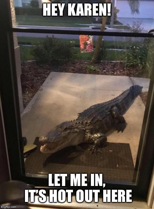 HEY KAREN! LET ME IN, IT’S HOT OUT HERE | image tagged in alligator | made w/ Imgflip meme maker