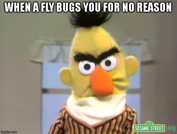 Sesame Street - Angry Bert | WHEN A FLY BUGS YOU FOR NO REASON | image tagged in sesame street - angry bert,fly | made w/ Imgflip meme maker