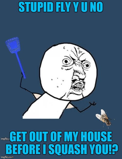 Y u no get out? | STUPID FLY Y U NO; GET OUT OF MY HOUSE BEFORE I SQUASH YOU!? | image tagged in memes,y u no,flies,pests,fly swatter,44colt | made w/ Imgflip meme maker