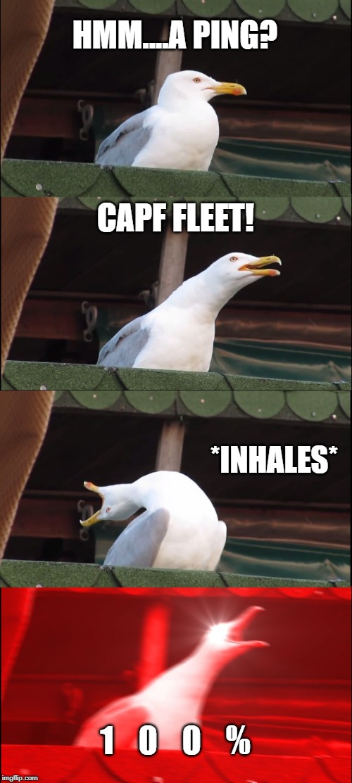 Inhaling Seagull Meme | HMM....A PING? CAPF FLEET! *INHALES*; 1    0    0    % | image tagged in memes,inhaling seagull | made w/ Imgflip meme maker