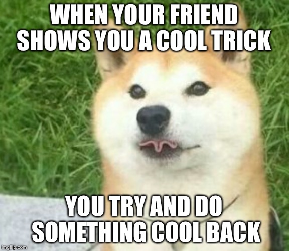Trying to be impressive | WHEN YOUR FRIEND SHOWS YOU A COOL TRICK; YOU TRY AND DO SOMETHING COOL BACK | image tagged in dogs,fail,shiba inu,awkward,that moment | made w/ Imgflip meme maker