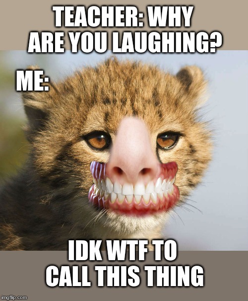 TEACHER: WHY ARE YOU LAUGHING? ME:; IDK WTF TO CALL THIS THING | image tagged in cat,odd,weird,okay,wtf | made w/ Imgflip meme maker